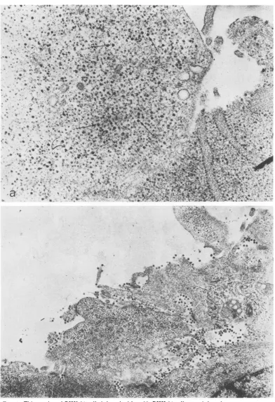FIG.1.preparationsInfectedMagnification39.5afterwithmedium1.5% Thin section of BHK-21 cells infected with ts-23