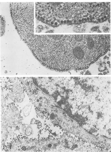 FIG. 2.Magnificationassociatedattachedmicroscopymagnification.to 28 Thin section of BHK-21 cells infected with ts-20