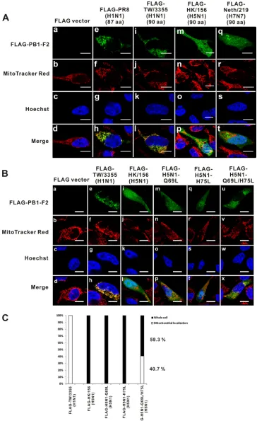 FIG. 2. FLAG-tagged PB1-F2 proteins derived from H5N1 and H7N7 viruses exhibit different cellular localization than the protein from strainPR8