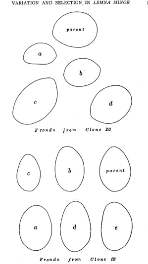 FIGURE  fronds from clones 18 and 26. X 16 diameters. 