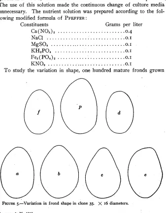 FIGURE s.-Variation in frond shape in clone 35. x 16 diameters. 