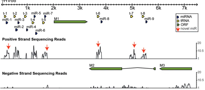 TABLE 2. Statistics of 3 small RNA sequencing libraries