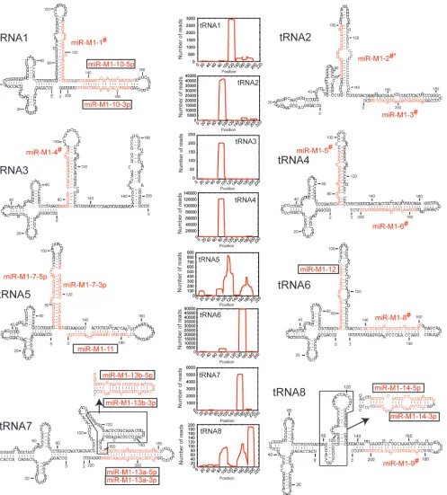 FIG. 2. Predicted structure of novel candidate �miRNAs and peak reads depicted in red