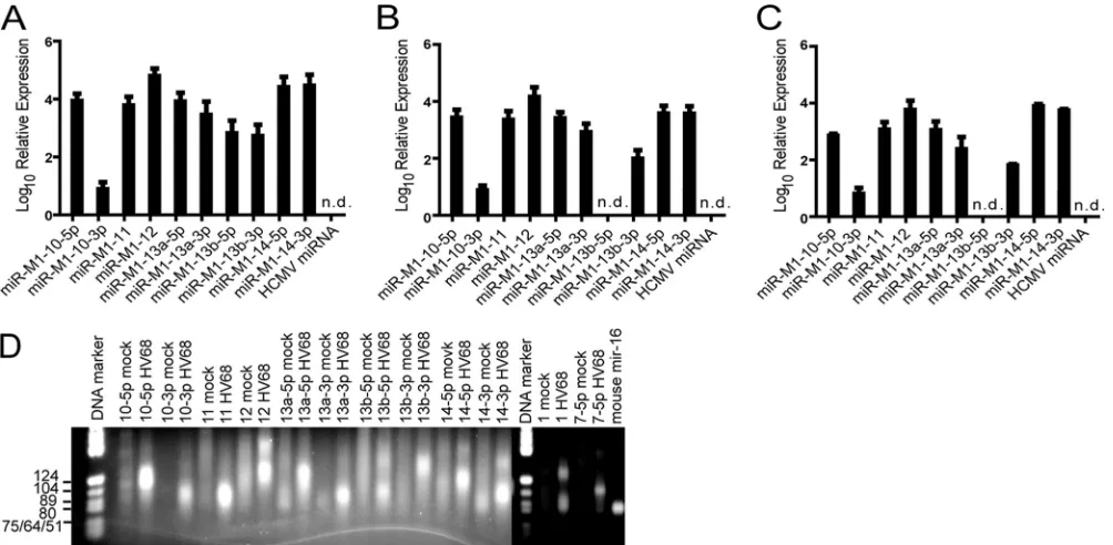 FIG. 4. Detection of candidate viral miRNAs in vitroof candidate miRNAs from peritoneal cells isolated from Stat1KO mice infected withcells
