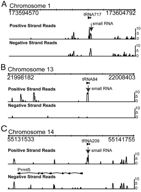 FIG. 5. Identiﬁcation of novel tRNA-small RNA polycistrons inmouse. Sequencing data from Table 2 were also analyzed for mouse