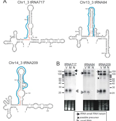 TABLE 4. Novel mouse tRNA-associated small RNAs