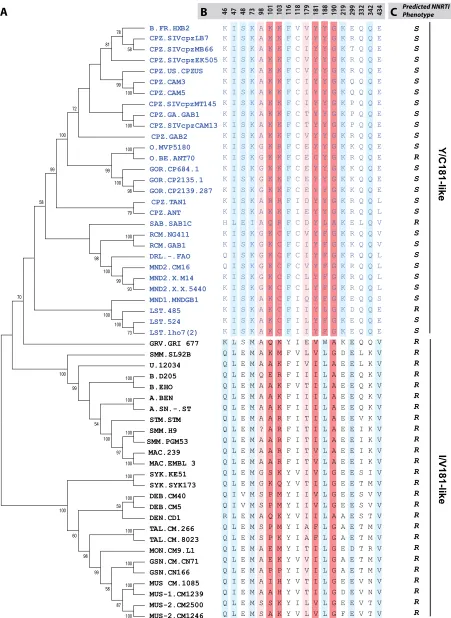 FIG. 1. Phylogenetic analyses of primate lentivirus evolution in the reverse transcriptase gene