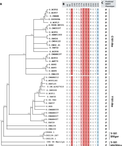 FIG. 2. Phylogenetic analyses of human immunodeﬁciency virus type 1 group O evolution in the reverse transcriptase gene