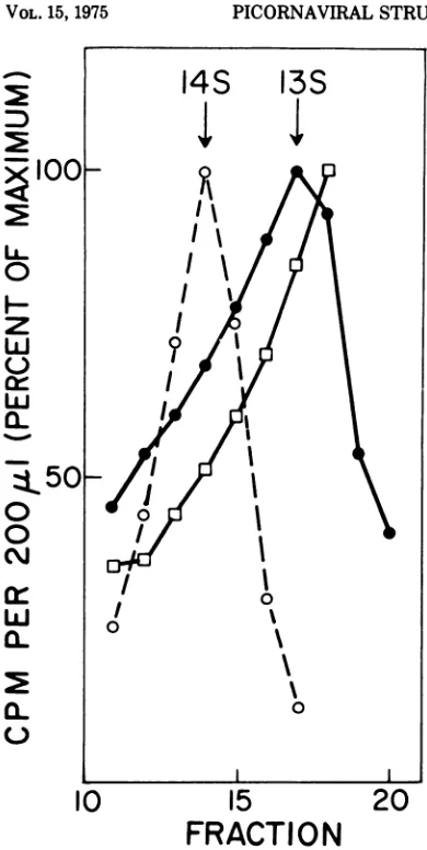 Fig. 4. To examine the possibility that thesepeaks might correspond to the A-containing,13S precursor and the cleaved, 14S precursor