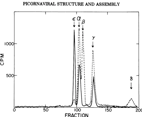 FIG. 5.fractionmA SDS-polyacrylamide gel pattern of the purified 14S precursor subunit