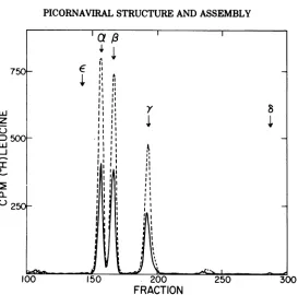 FiG. 9.positionsfractionsapproximately SDS-polyacrylamide gel pattern of the 13S and 5S subunits derived from the virion