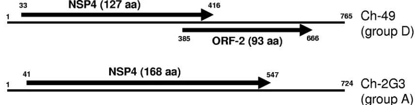 FIG. 2. Schematic presentation of the structures of genome segment 10 of group D rotavirus Ch-49 and group A rotavirus Ch-2G3