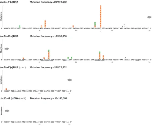 FIG. 3. Class 2 mutations: single nucleotide frameshifts detected in lacZas triangles above the wild-type sequence: single nucleotide deletions (inverted triangles