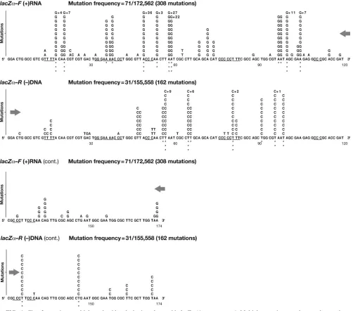 FIG. 4. Class 3 mutations: multiple nucleotide substitutions detected in lacZthe original wild-type template sequence, limited to 11 per position, with additional errors indicated byare underlined