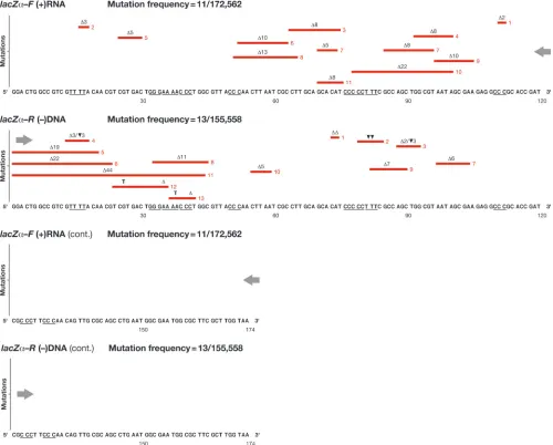 FIG. 5. Class 4 mutations: insertions, deletions, and/or deletions with insertions (indels) detected in lacZ(deletions, deletions with insertions, and duplications) are shown as red lines extending over the positions of the mutations, with eachsequence num