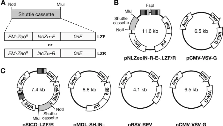 FIG. 1. Vector-based strategies used to measure HIV-1 replication ﬁdelity. (A) Shuttle cassette