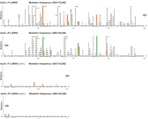 FIG. 2. Class 1 mutations: single nucleotide substitutions detected in lacZPorientation (negative-strand nucleotide sequence)