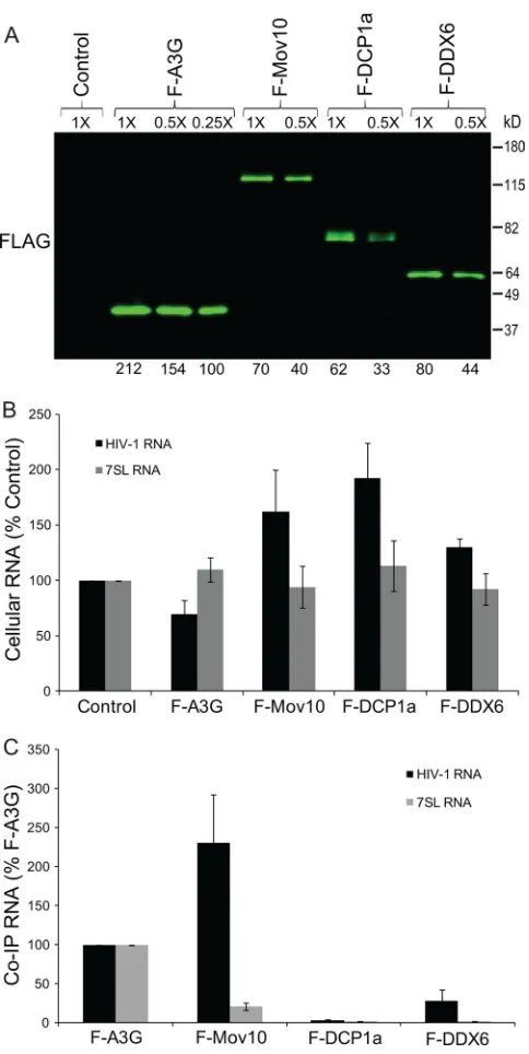 FIG. 7. Association of P body proteins with HIV-1 and 7SL RNA.(A) Immunoprecipitation of cellular RNA-protein complexes using