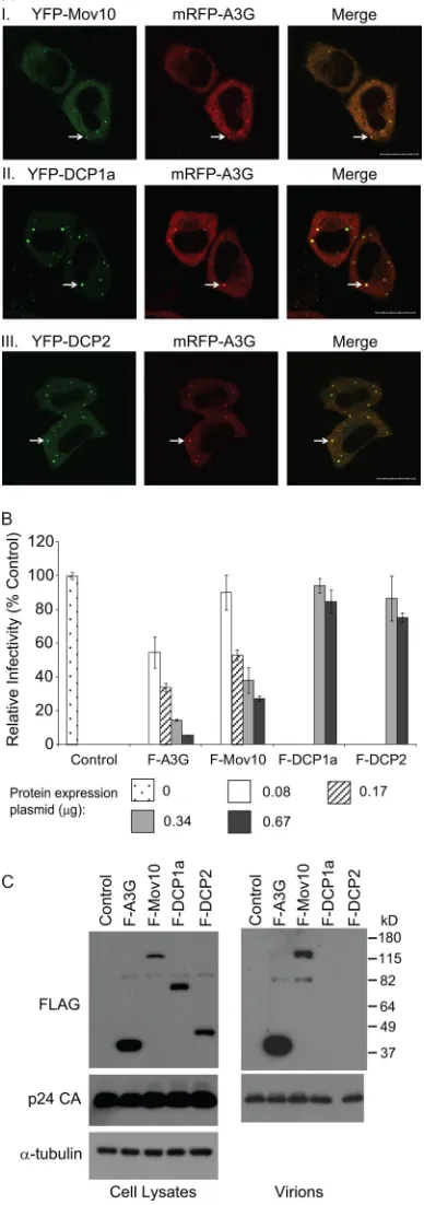 FIG. 1. P body protein colocalization with A3G, effects on HIV-1infectivity, and virion incorporation