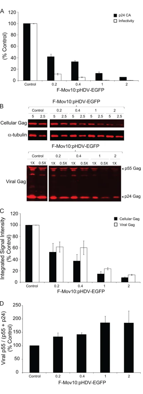 FIG. 3. Effect of Mov10 overexpression on virus production, infec-tivity, intracellular Gag, and Gag processing