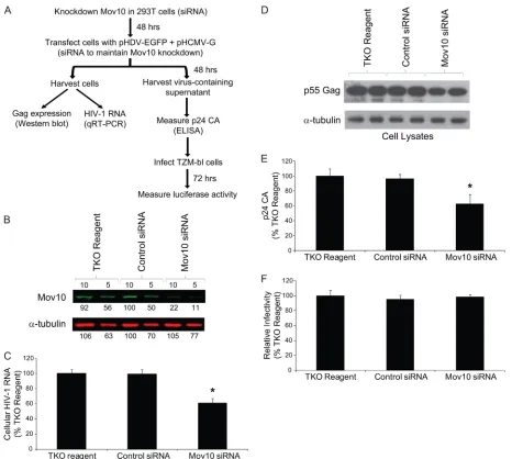 FIG. 4. Effect of Mov10 knockdown on HIV-1 RNA and Gag expression, virus production, and virus infectivity