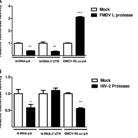 FIG. 3. Stimulation of translation by the 3�dent. (A) HeLa cells expressing the FMDV L protease were trans-fected with the N-RNA–pA, N-RNA–3RNAs depicted in Fig