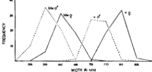 FIGURE 9.-Width of seventh abdominal segment of larvae at 8 2  hours after hatching from the egg, heterozygous Mw population