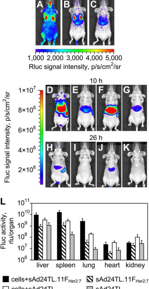 FIG. 8. Transduction of circulating tumor cells by a Her2-targetedsAd24 vector. (A, B, and C) Patterns of Rluc expression at 5 min (A), 8 h