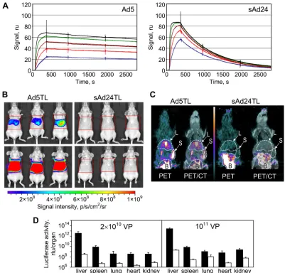 FIG. 1. Instability of FX-sAd24 complexes results in reduced liver transduction by sAd24-derived vector