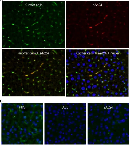 FIG. 3. Uptake of sAd24 virions by KCs in the liver leads to KC depletion. (A) Immunoﬂuorescence staining of the liver collected from a mouseinjected with sAd24 vector 10 min after injection
