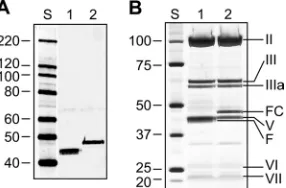 FIG. 7. Gene transfer by the targeted sAd24TL.11FHer2:7(sAd24TL.11Fbelow the graph show the signals detected in each of the tested cell lines (7sAd24TL and sAd24TL.11Ffree afﬁbody Z(B) Comparison of the efﬁcacies of gene transfer by Her2-targeted vectors d
