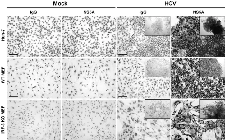 FIG. 2. Detection of NS5A protein in HCV replicon colony formation assays. Colonies obtained by blasticidin drug selection of HCVSGR-Bsd-JFH1 RNA in Huh-7 cells and WT and IRF-3-deﬁcient (KO) MEFs were ﬁxed and immunostained for NS5A with anti-NS5A or IgG
