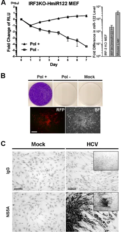 FIG. 5. HCV replicon RNA replicates efﬁciently in IRF-3-deﬁcientMEFs stably expressing miR-122, introduced into cells by lentivirus transduc-
