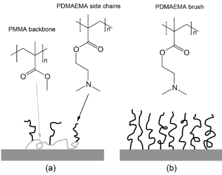 Fig. 1: Schematic diagrams showing the structure of (a) a PMMA-graft-PDMAEMA comb on a hydrophobized silicon surface and (b) a PDMAEMA brush grafted from a silicon surface