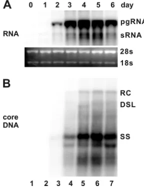 FIG. 1. Kinetics of HBV RNA transcription and DNA replicationin a murine hepatocyte-derived cell line