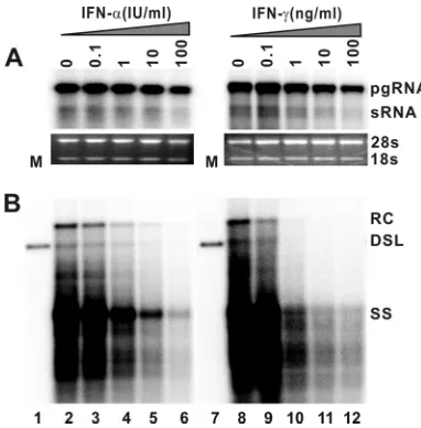 FIG. 2. IFN-�HBV DNA. AML12HBV10 cells were cultured in the absence oftetracycline and in the presence of the indicated concentrations of mu-rine IFN-core DNA were extracted and analyzed by Northern and Southern blothybridization, respectively