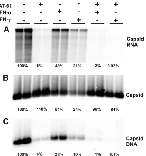 FIG. 7. Effects of combinational treatment of AT-61 and IFN-�10 IU/ml IFN- on HBV nucleocapsids