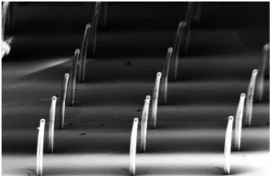 Fig. 1REM image of a typical micro-pillar array as produced and usedfor our studies. The picture shows micro-pillars with a diameter of 30 mmand a height of 500 mm which is the smallest structure we used as artiﬁcialcilia.