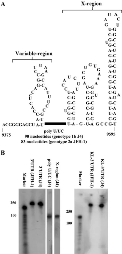 FIG. 1. The HCV 3�consists of three distinct regions, i.e., a short genotype-speciﬁc variableregion, a polypyrimidine tract [poly(U/UC)] of variable length, and aconserved 98-nucleotide sequence known as the X region containingthree stable stem-loops