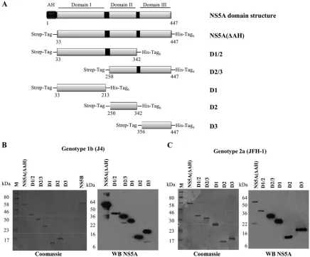 FIG. 2. Domain structure and expression of HCV NS5A. (A) Schematic diagram of the functional domains of NS5A and design of theconstructs used in the study (genotype 1b NS5A protein numbering)