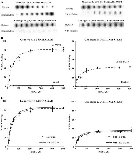 FIG. 3. Filter binding analysis of the interaction between NS5A(�with radiolabeled RNA (1 nM), either 3apparatus, ﬁltering through nitrocellulose and Hybond-N membranes, and visualization by phosphorimaging