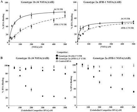 TABLE 1. Binding of 3� UTR or KL-3� UTR RNA toNS5A(�AH) protein constructs of genotypes 1b and2a as evaluated by ﬁlter binding assaya