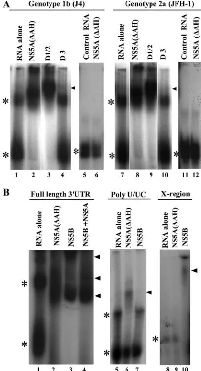 TABLE 3. Comparison of the binding interaction between speciﬁcregions of the 3� UTR RNA and NS5A(�AH) and NS5B proteinsconstructs as evaluated by ﬁlter binding assaya