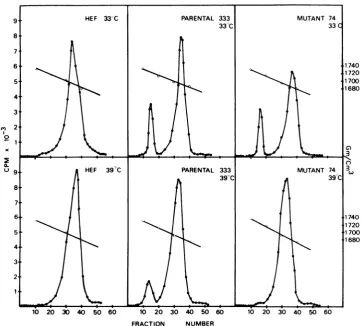 FIG. 5. Replication of mutant 69 in HEF cells.