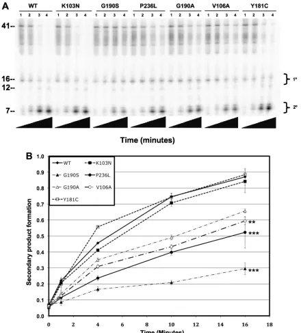FIG. 7. Relative virion-associated RNase H activities of wild-type and mutant viruses