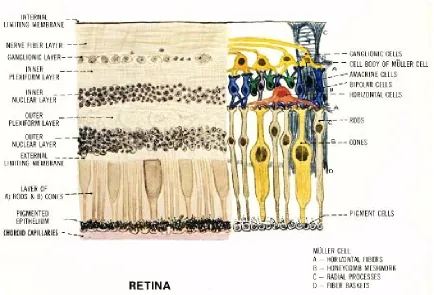 Figure 1.1: A schematic diagram of retina  