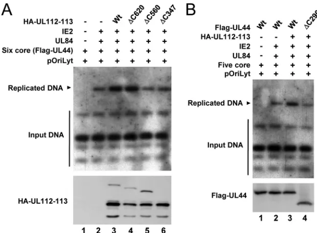 FIG. 9. Requirements of the regions of UL112-113 p84 and UL44 responsible for their interaction forLyt-dependent DNA replication.KpnI-digested pSP38 DNA as a probe