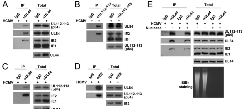 FIG. 1. CoIP assays demonstrating the formation of a complex containing UL112-113, UL44, UL84, and IE2 in virus-infected cells