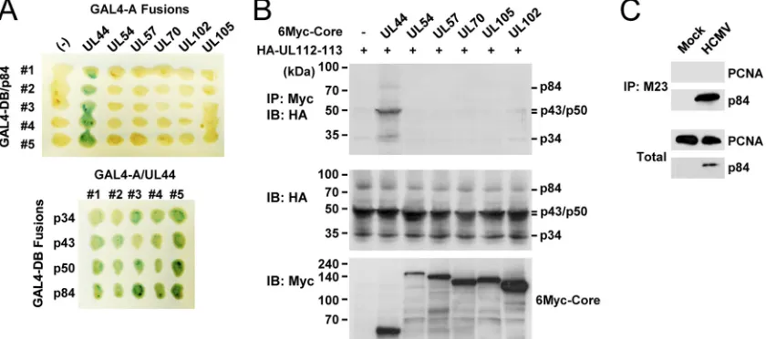 FIG. 2. Speciﬁc interaction of UL112-113 p84 with UL44 among the six replication core proteins