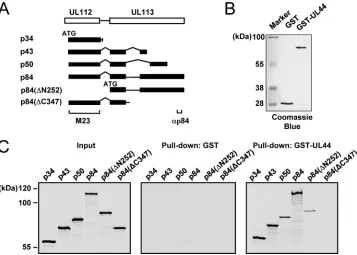 FIG. 3. Interaction of the UL112-113 proteins with UL44 in vitroandbinding assays of theGST-UL44 proteins used in each reaction was visualized with Coomassie blue staining (B)